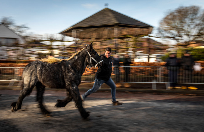 Veel trekpaarden op veulenkeuring Gerwen