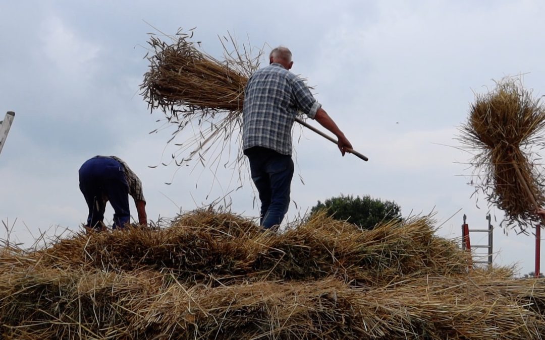 Winterrogge van stuiken tot mijten