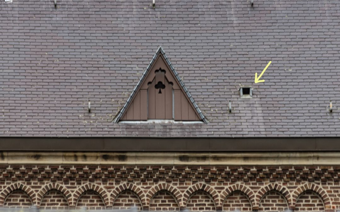 Kerkuilen in de Clemenskerk