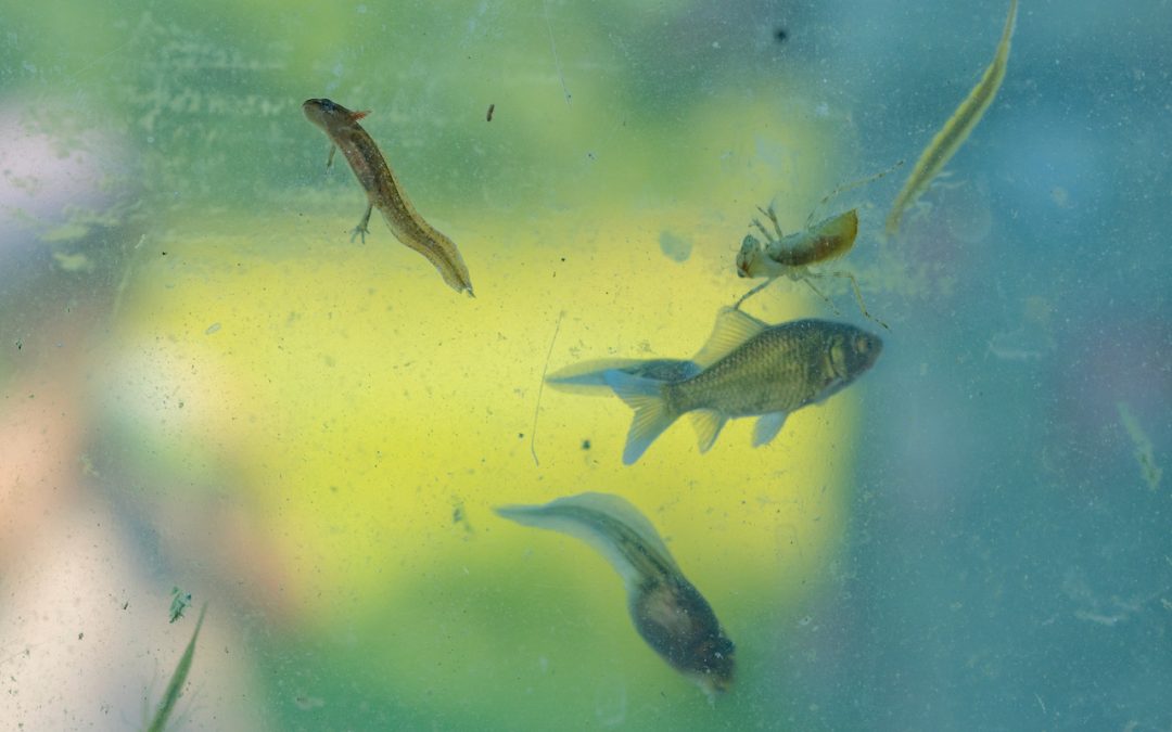 Mooie opkomst bij IVN Kids Nuenen: Waterdiertjes