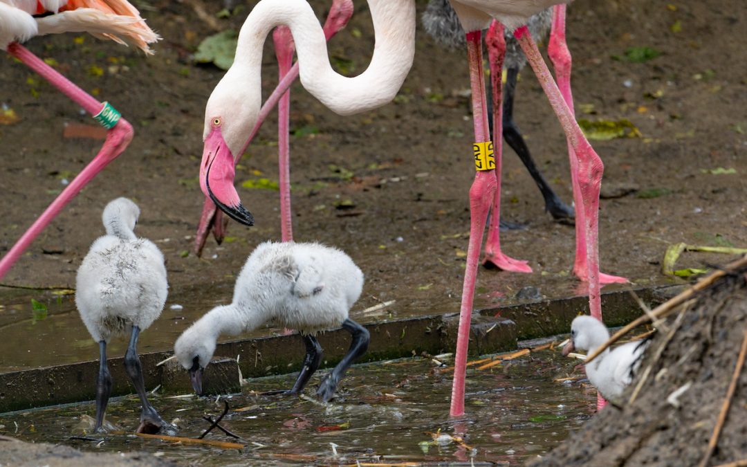 Bijzondere geboorte(s) in Dierenrijk!